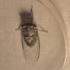 Diceroprocta vitripennis