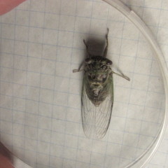 Diceroprocta vitripennis