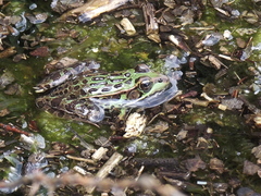 Lithobates spectabilis