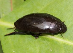 Hydrophilus insularis