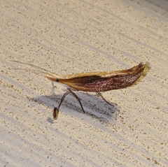 Ypsolopha dentiferella