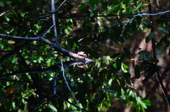 Glyptograpsus impressus