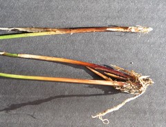 Juncus distegus