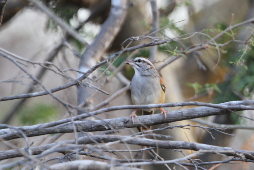 Cinnamon-tailed Sparrow (Peucaea sumichrasti), photo 4