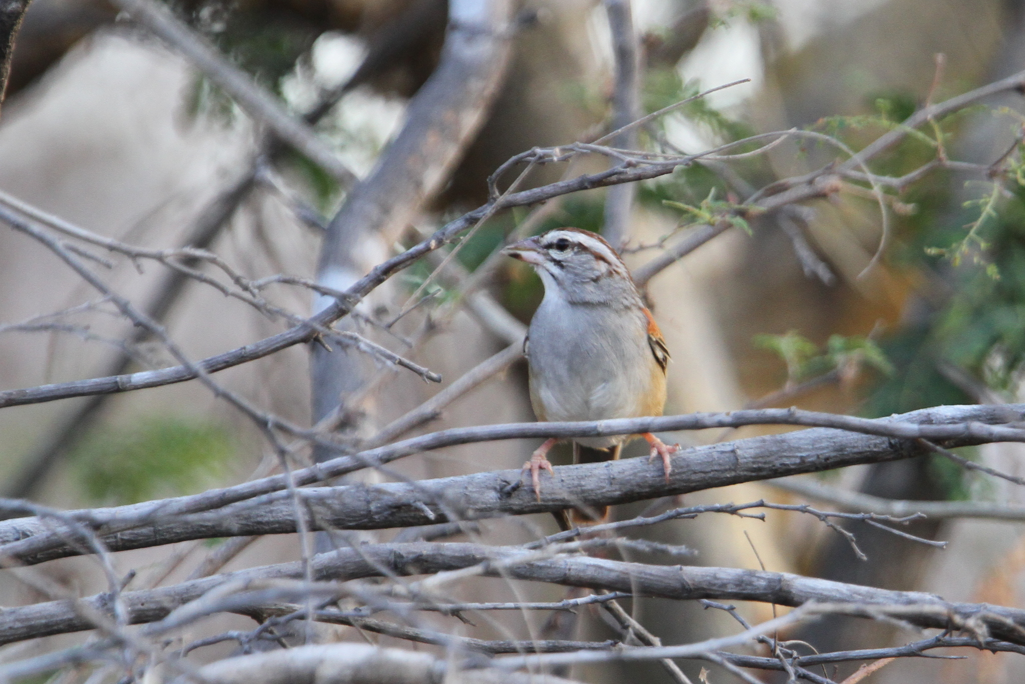 Cinnamon-tailed Sparrow illustration