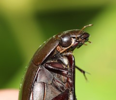 Hydrophilus insularis