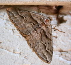 Syneora fractata