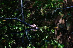 Glyptograpsus impressus