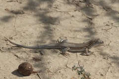 Acanthodactylus boskianus