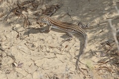 Acanthodactylus boskianus
