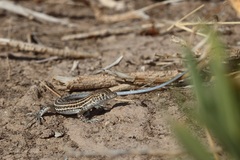 Acanthodactylus boskianus
