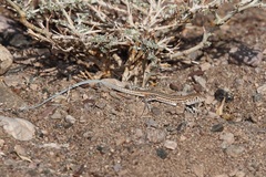 Acanthodactylus boskianus