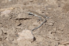Acanthodactylus boskianus