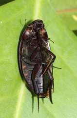 Hydrophilus insularis