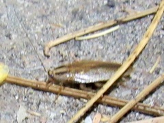 Blattella vaga