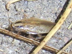 Blattella vaga