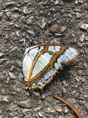 Polyura weismanni