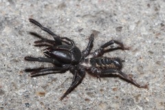 Rhagodidae