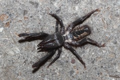 Rhagodidae