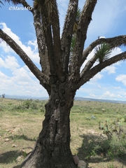 Yucca decipiens