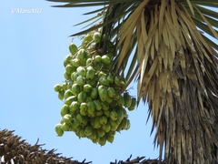 Yucca decipiens