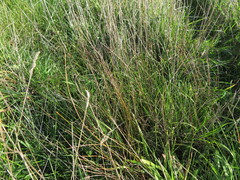 Juncus distegus