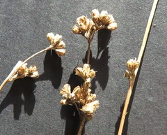 Juncus distegus