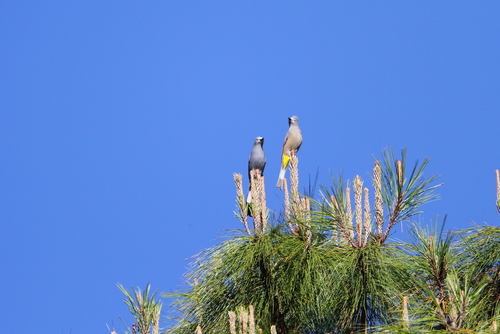 Grey Silky-flycatcher (Ptiliogonys cinereus), photo 9