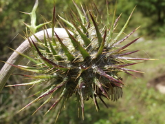 Cirsium ehrenbergii