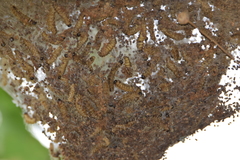 Thaumetopoea processionea