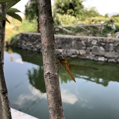 Brachythemis contaminata