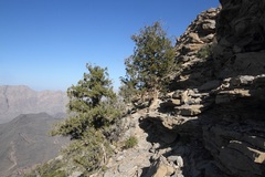 Juniperus seravschanica