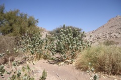 Calotropis procera