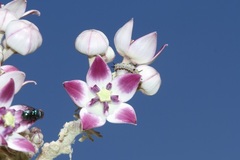 Calotropis procera