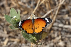 Danaus chrysippus