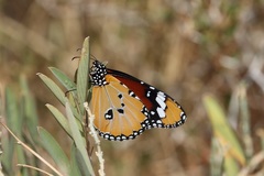 Danaus chrysippus