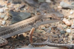 Mesalina adramitana