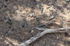 Mesalina adramitana
