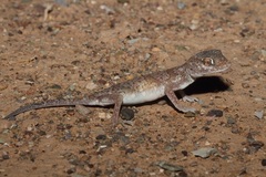 Stenodactylus leptocosymbotes