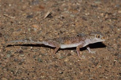 Stenodactylus leptocosymbotes