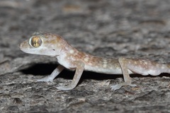 Stenodactylus leptocosymbotes