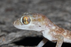 Stenodactylus leptocosymbotes