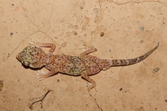 Stenodactylus leptocosymbotes