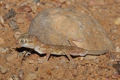 Stenodactylus leptocosymbotes