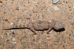 Stenodactylus leptocosymbotes