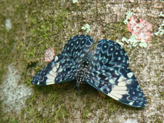 Hamadryas amphinome amphinome