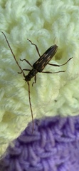 Coptocercus rubripes