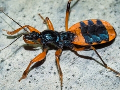 Ectomocoris patricius