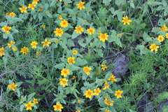 Heliopsis annua