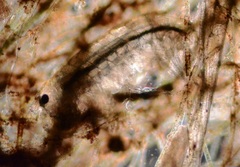Hyalella azteca